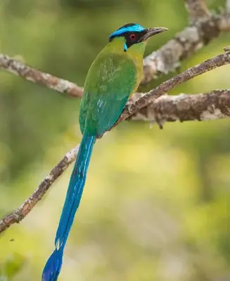 a blue and green bird sitting on a tree branch at Alto Paraíso Glamping 