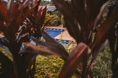 a pool seen through the leaves of a plant at Cabaña Tierra Verde eje Cafetero in Manizales