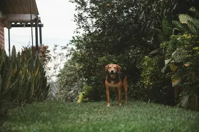 a brown dog standing in the grass in a yard at Cabaña entre las montañas Tierra Mia - Eje Cafetero in Manizales