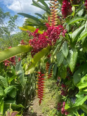 a bunch of red flowers hanging from a banana tree at Cabaña entre las montañas Tierra Mia - Eje Cafetero in Manizales