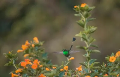 a hummingbird perched on top of a flower at Cabaña entre las montañas Tierra Mia - Eje Cafetero in Manizales