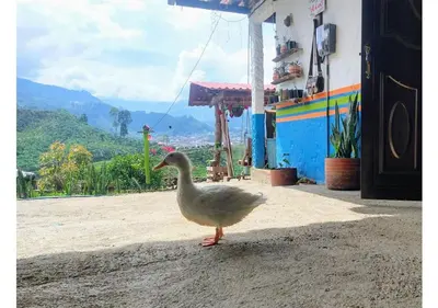 Gallery image of Casa Viva Alojamiento Rural in Jardin