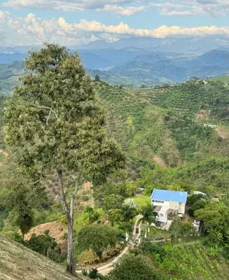 a tree on top of a hill with a house at La Martina Palestina in Palestina