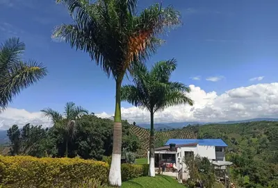 a palm tree in front of a house at La Martina Palestina in Palestina