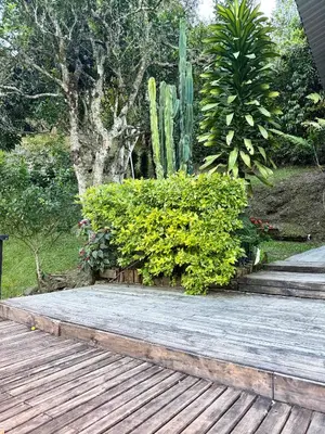 a wooden deck with bushes and a cactus at La Peña Cabins - Ebéjico in Ebéjico