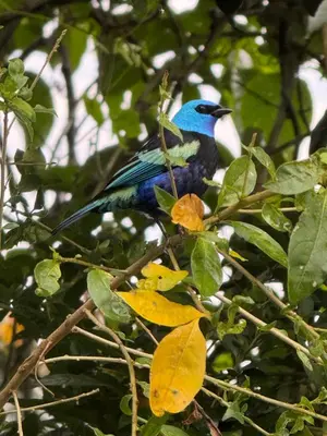 a blue bird perched on top of a tree branch at La Peña Cabins - Ebéjico in Ebéjico