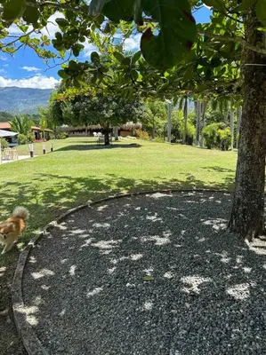 a dog running around in a park next to a tree at increible casa de campo con piscina y jacuzzi! in Támesis