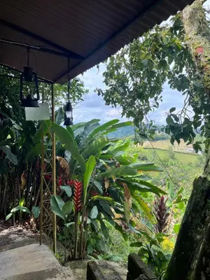 a view from the garden of a house with a plant at Tierra Mágica eje cafetero in Manizales
