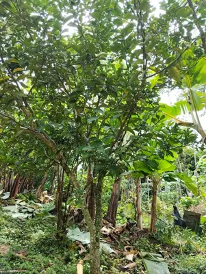 a group of trees with green leaves in a forest at Casa Mamá Chelita in Titiribí