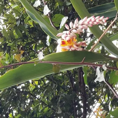 a banana tree with a pink flower on it at Casa Mamá Chelita in Titiribí