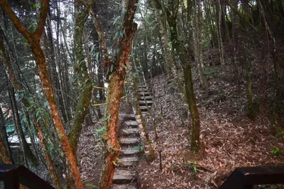 a wooden path in a forest with trees at Chalet Tanat in Santa Elena