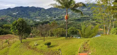 a palm tree on top of a grassy hill at Finca Buena Vista in Guatapé