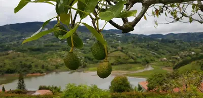 a bunch of avocado hanging from a tree at Finca Buena Vista in Guatapé