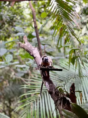 a monkey sitting on top of a tree branch at Taibará Refugio Natural in San Carlos