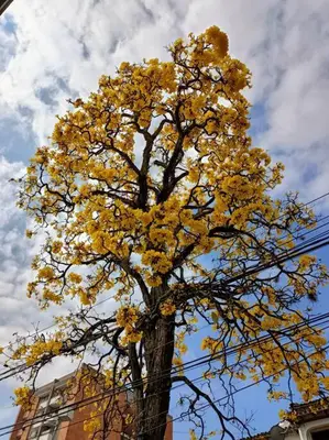 a tree with yellow leaves on top of it at Acogedor Aparta Hotel 6H terraza Belén Rosales apt 300 in Medellín