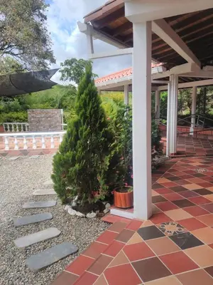 a couple of trees sitting on a patio at Casa Alejandria in Alejandría