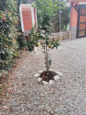 a small tree in the middle of a gravel yard at Casa Alejandria in Alejandría