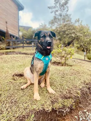 a dog wearing a blue harness sitting on the grass at Refugio del Lago in Guatapé