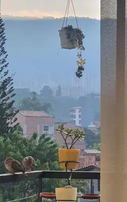 a balcony with two birds and a view of a city at Habitación en apartamento compartido en Envigado in Envigado