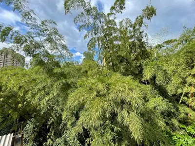 a large tree with green leaves on top of it at Ideal para grupos y nómadas Apto 2 hab amplio in Sabaneta