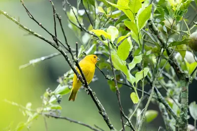 a yellow bird perched on a tree branch at Cabaña campestre para parejas o grupos in Manizales