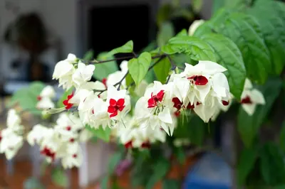 a bunch of white and red flowers on a plant at Cabaña campestre para parejas o grupos in Manizales