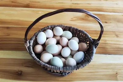 a basket full of eggs on a wooden floor at Eco Cabaña San Carlos Ant in San Carlos
