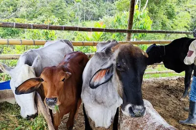 a group of cows standing next to a fence at Eco Cabaña San Carlos Ant in San Carlos