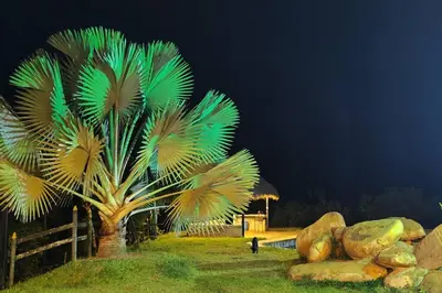 a palm tree in a field at night at Eco Cabaña San Carlos Ant in San Carlos