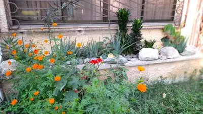 a garden with flowers and rocks in front of a window at Hostal Saveva Para Grupos Familias Estudiantes y Deportistas in Medellín