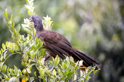 a bird perched on top of a tree branch at Cabaña / hotel campestre en Manizales para pareja in Manizales