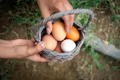 a person is holding a basket of eggs at Cabaña / hotel campestre en Manizales para pareja in Manizales