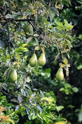 a tree with green fruit hanging from it at Cabaña / hotel campestre en Manizales para pareja in Manizales