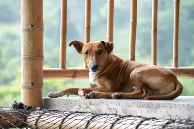 a brown dog laying next to a fence at Cabaña / hotel campestre en Manizales para pareja in Manizales