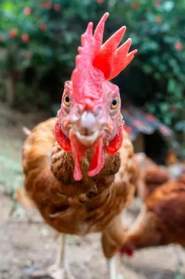 a close up of a rooster with its headquartered at Cabaña / hotel campestre en Manizales para pareja in Manizales