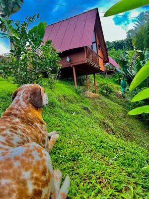 a dog laying in the grass in front of a house at Cabañas Villa Loe in Jardin