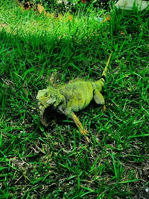 a green lizard laying in the grass at Hotel La Casona San Sebastian in Doradal