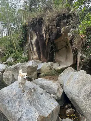 a dog standing on top of a rock at HOSPEDAJE MARIN in Concepción