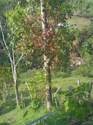 a tree with fruits on it in a field at HOSPEDAJE MARIN in Concepción