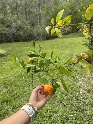 a person holding an orange in front of a tree at La Escondida, con acceso al lago in Guatapé