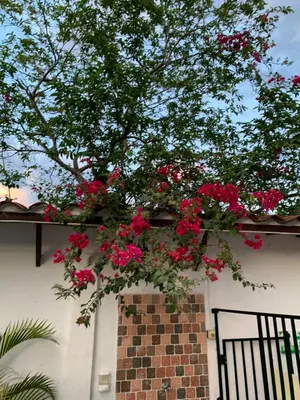 a tree with pink flowers hanging from a building at Casa hotel Dulce Candelaria in Santa Fe de Antioquia