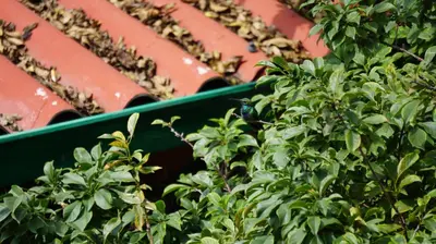 a green bush next to some red roofs at Ayenda Mountain Hostels Manizales in Manizales
