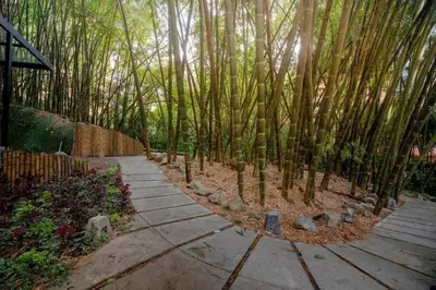 a path in the middle of a bamboo forest at El Tesoro Medellín Hab315 by Letoh in Medellín