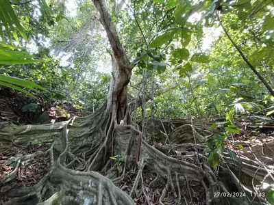 a tree with buttressed roots in the jungle at La ceiba casa campestre in Sonsón