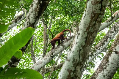 a monkey standing on a tree in the forest at Hotel Boutique Maitta en Doradal Antioquia in Doradal