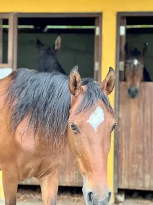 a brown horse with a white spot on its head at Finca Sierra Luz in Jericó
