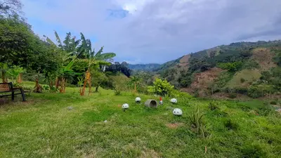 a group of sheep standing in the grass in a field at AZAHARES HOTEL Y CAFÉ in Manizales