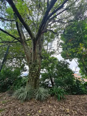 a tree with ivy growing around the base of it at Casa Vélez in Villamaría