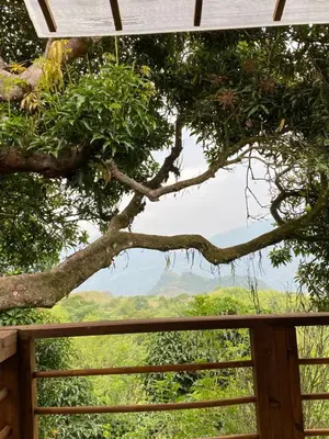 a view of a tree from a porch at Eco Hotel La Italia- Hotel Venecia, Antioquia in Venecia