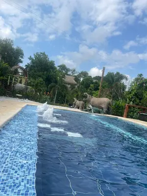 two elephants are standing next to a swimming pool at finca campestre las heliconias in Puerto Triunfo